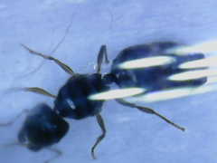 Pheidole pallidula