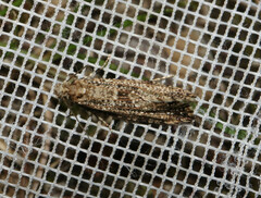 Morophaga choragella