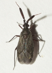 Excentricus planicornis