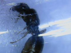 Pheidole pallidula