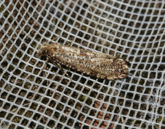 Morophaga choragella