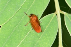 Eoscarta assimilis