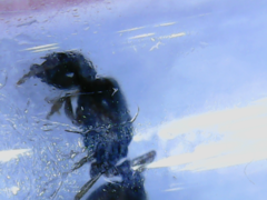 Pheidole pallidula