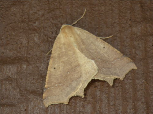 Prochoerodes truxaliata