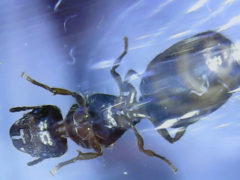 Pheidole pallidula