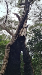 Eucalyptus piperita