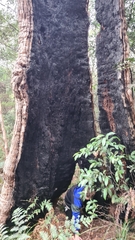Eucalyptus piperita