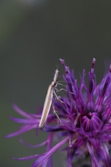 Pleurota aristella