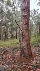 Eucalyptus umbra