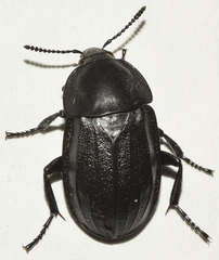 Silpha tyrolensis