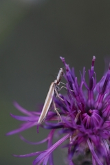 Pleurota aristella