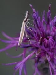 Pleurota aristella