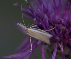 Pleurota aristella