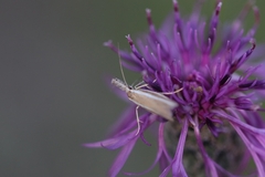 Pleurota aristella