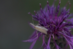 Pleurota aristella
