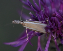 Pleurota aristella