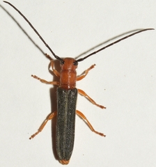 Oberea erythrocephala