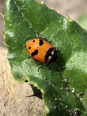 Hippodamia quinquesignata