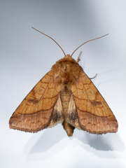 Pyrrhia umbra