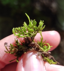 Cirriphyllum crassinervium