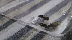 Lasius