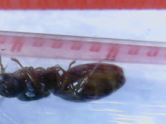 Lasius