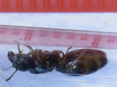 Lasius