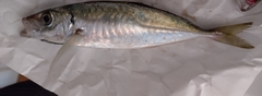 Trachurus trachurus