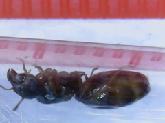 Lasius