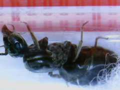Lasius