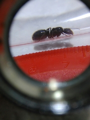 Camponotus