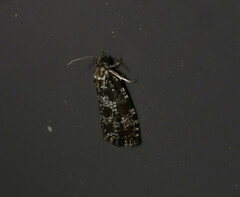 Pseudohermenias abietana