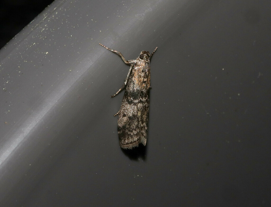 Scarce Aspen Knot-horn