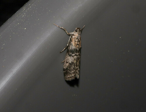 Scarce Aspen Knot-horn