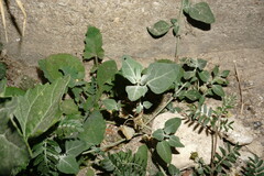 Chenopodium vulvaria