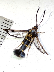 Synanthedon conopiformis