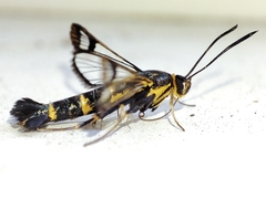 Synanthedon conopiformis