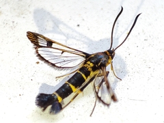 Synanthedon conopiformis
