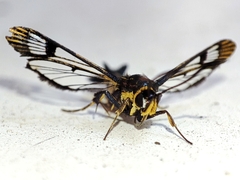 Synanthedon conopiformis