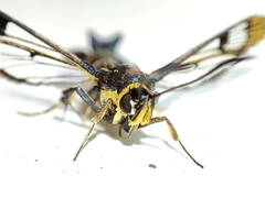 Synanthedon conopiformis