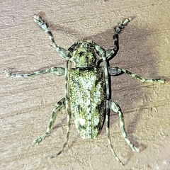 Aegomorphus modestus