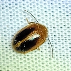 Prionocyphon limbatus