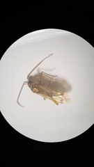 Campyloneura virgula