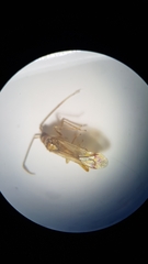 Campyloneura virgula