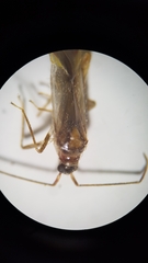 Campyloneura virgula