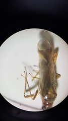 Campyloneura virgula