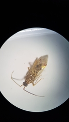 Campyloneura virgula