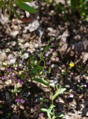 Cryptantha simulans