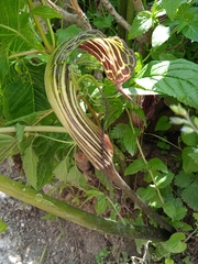 Arisaema utile