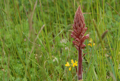 Orobanche gracilis